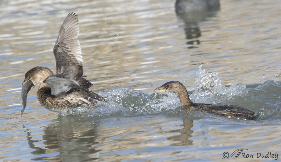 pied-billed-grebe-2508-ron-dudley