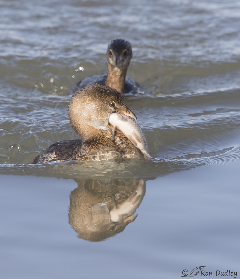 pied-billed-grebe-2579-ron-dudley