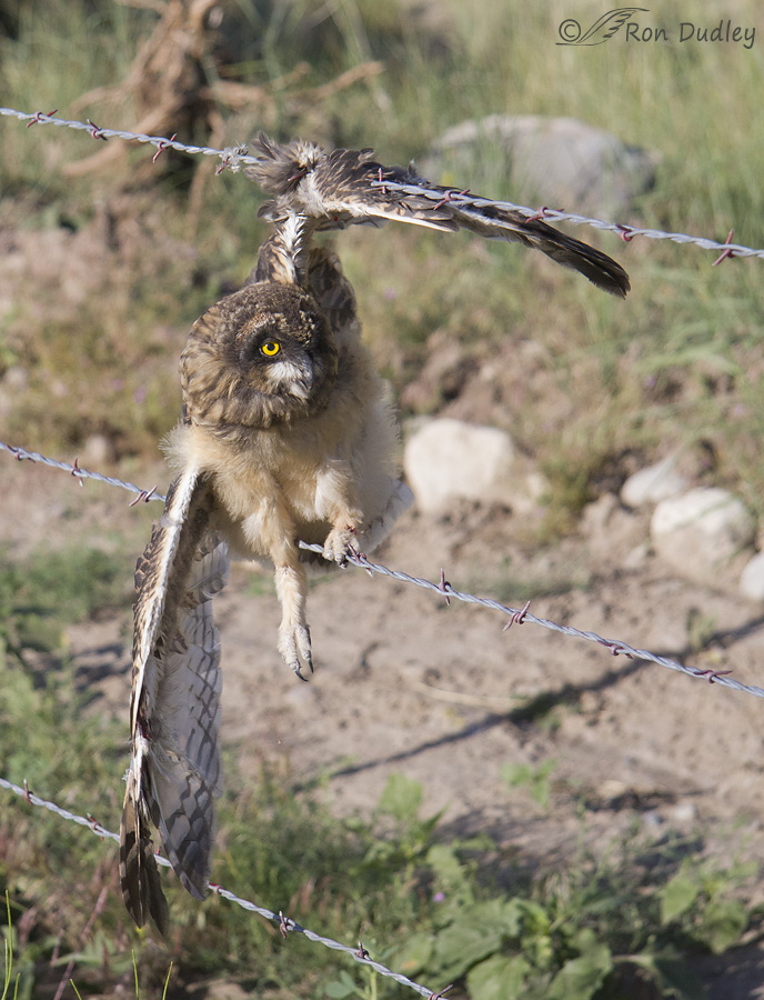 short-eared owl 5981b ron dudley