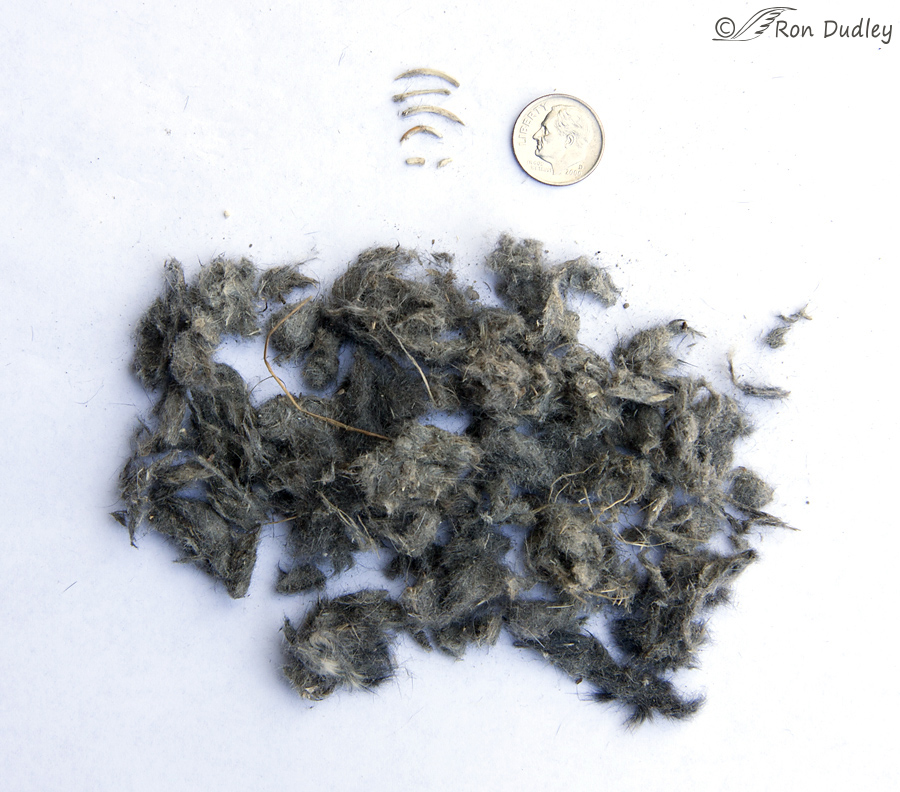swainsons-hawk-dissected-pellets-0103-ron-dudley1[1]