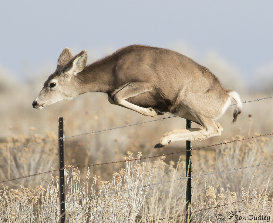 Mule Deer Jumping A Fence In A Creative And Very Dangerous Way