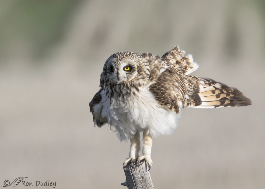Monotone Short Eared Owl Feathered Photography