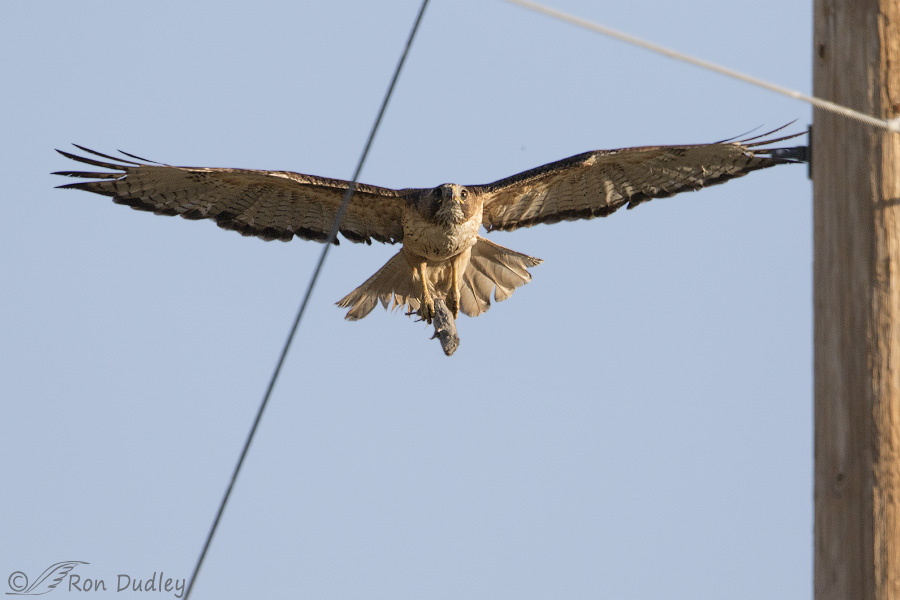 Approaching Hawk Kingbird Riding The Back Of A Red-tailed Hawk In Flight With Prey ...