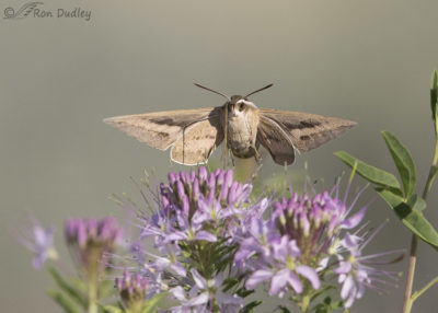 Sphinx Moths In Flight At The Bee Plant Patch – Feathered Photography