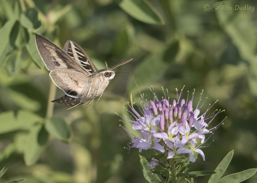 Sphinx Moths In Flight At The Bee Plant Patch – Feathered Photography