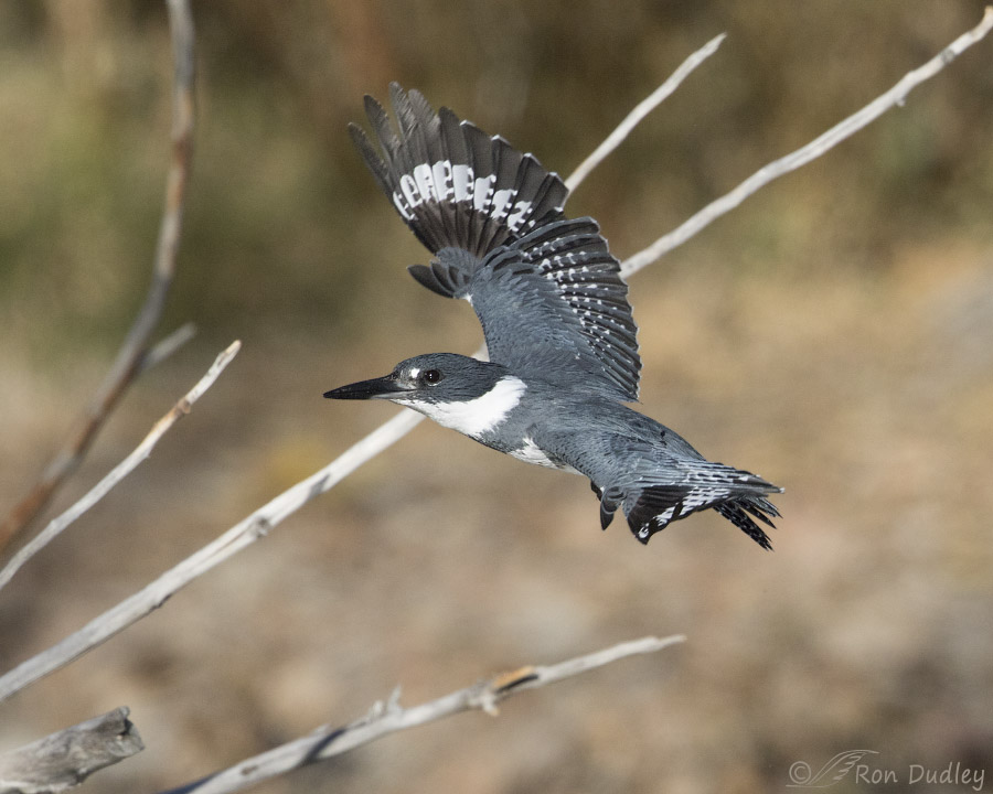 Belted Kingfisher Takeoff And Flight Series « Feathered Photography