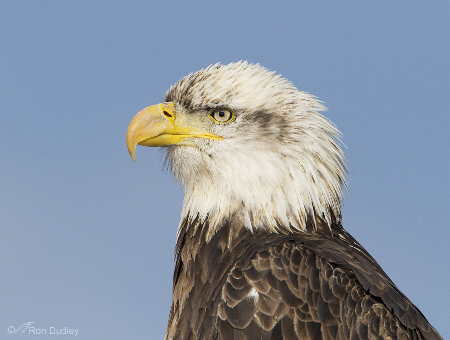 Bald Eagle Age Chart