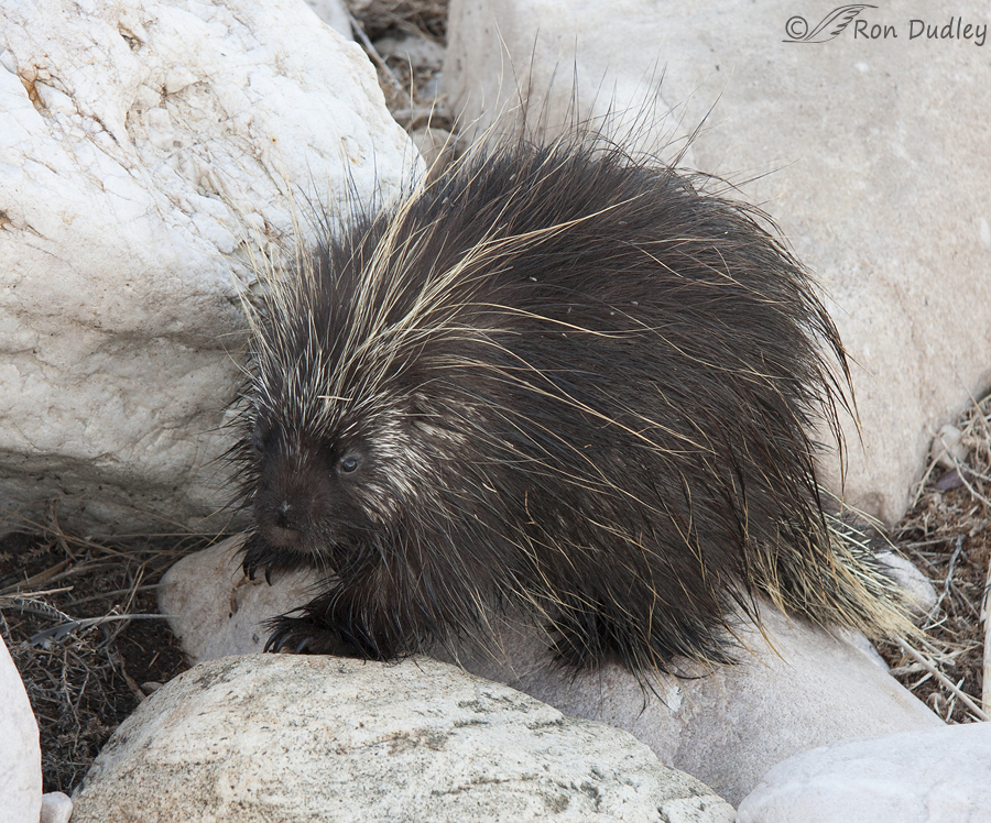 Why A Snoot-full Of Porcupine Quills Can Be A Serious Matter
