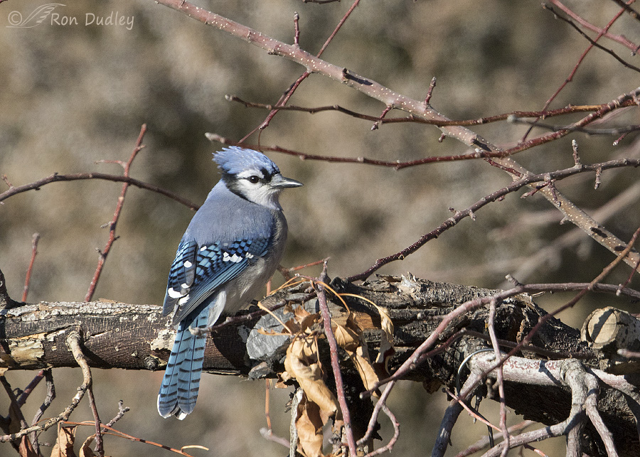 Are Blue Jay Birds Rare