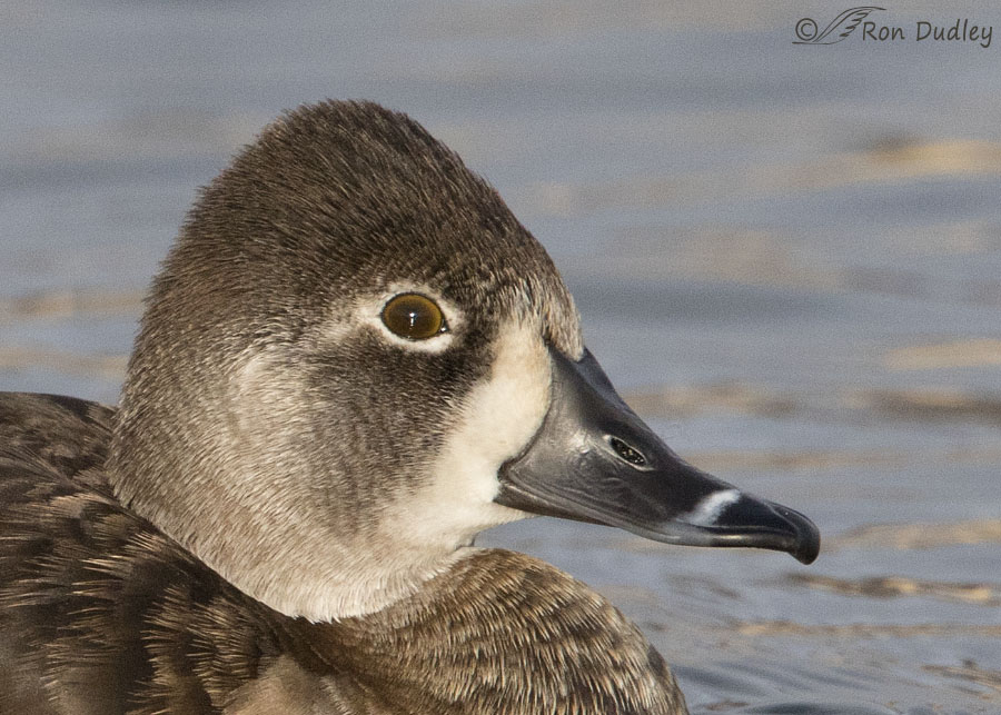 Photos - Ring-necked Duck - Aythya collaris - Birds of the World