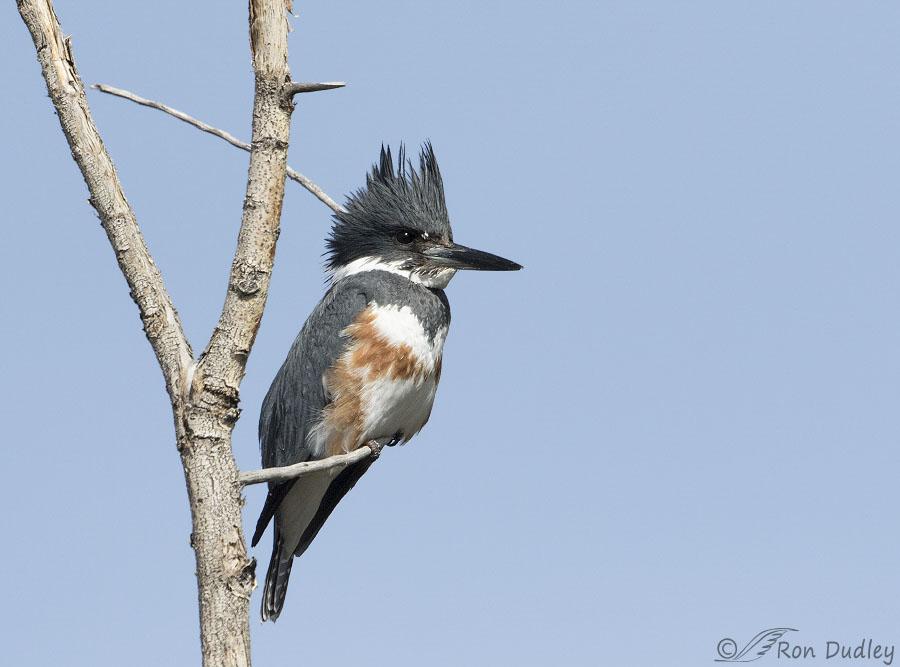 Female Belted Kingfisher On A Perch That Has Grown On Me