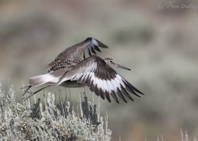 Willet Pattern Willet In Flight Showing Off Those Flashy Wing Patterns – Feathered ...