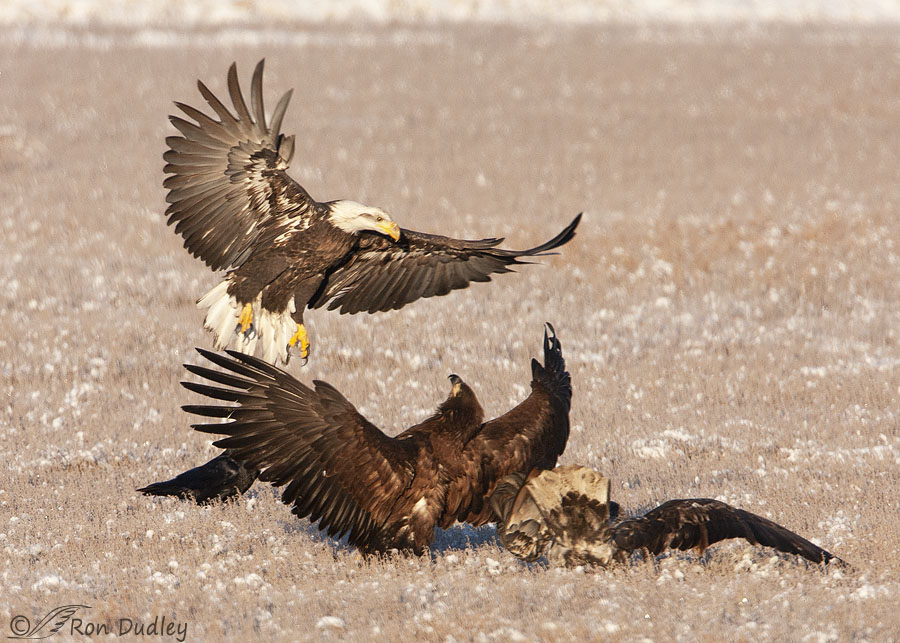 Vulture And Eagle Fight