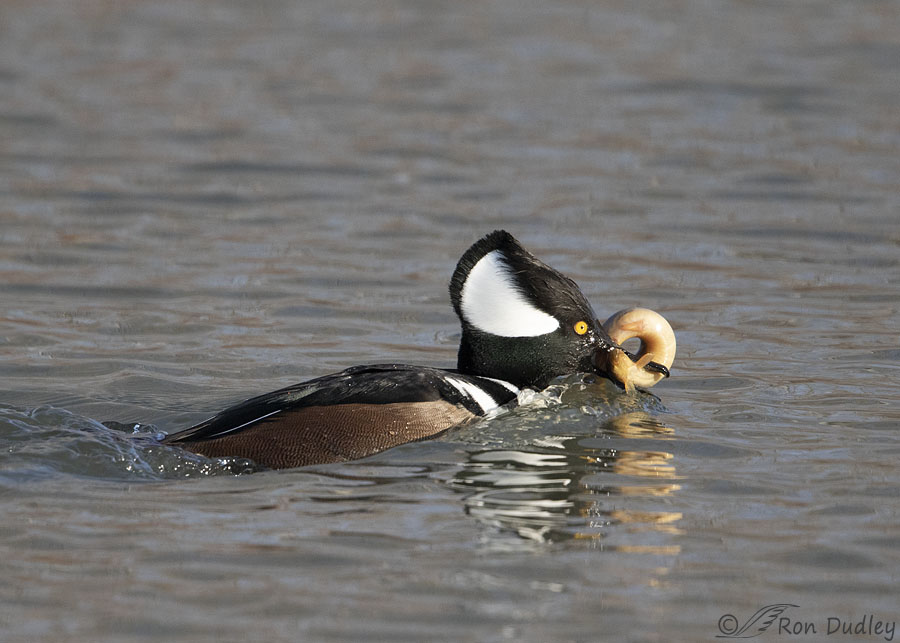 Two Hooded Mergansers, A Fish And A Possible Behavioral Mystery