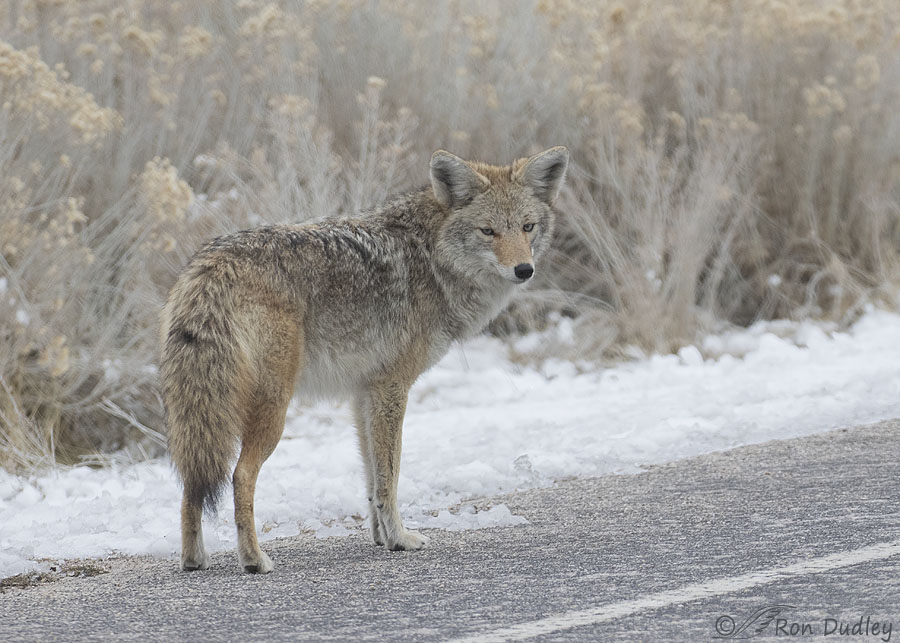 salaris Respectievelijk voeden Coyotes, Glacier County, Montana And The Despicable “Wildlife Services” –  Feathered Photography
