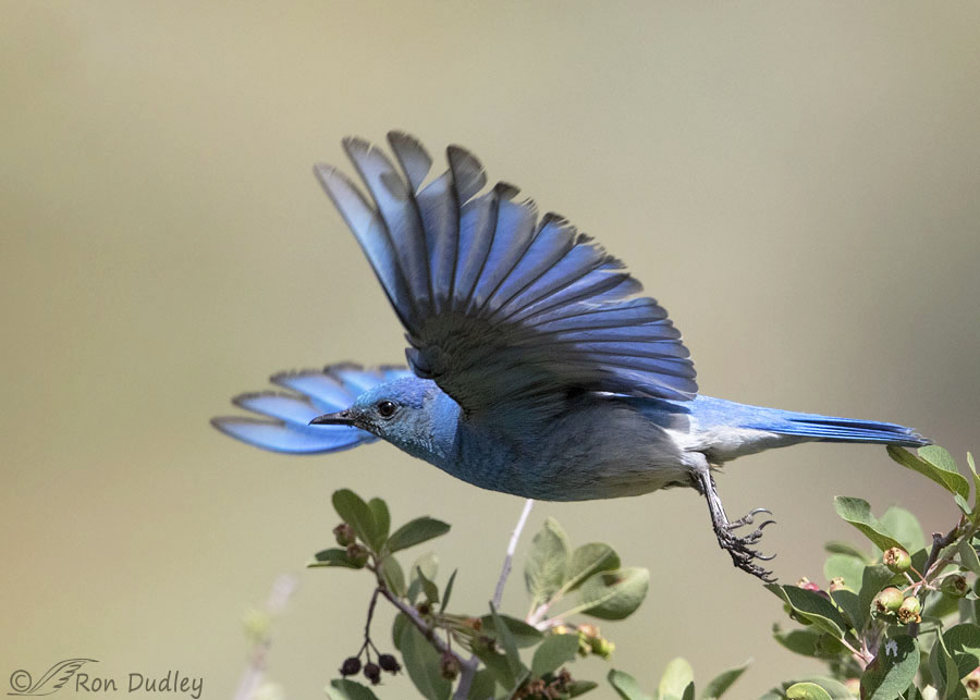 Male Mountain Bluebird In Flight (plus a lesson in sharpness) – Feathered  Photography