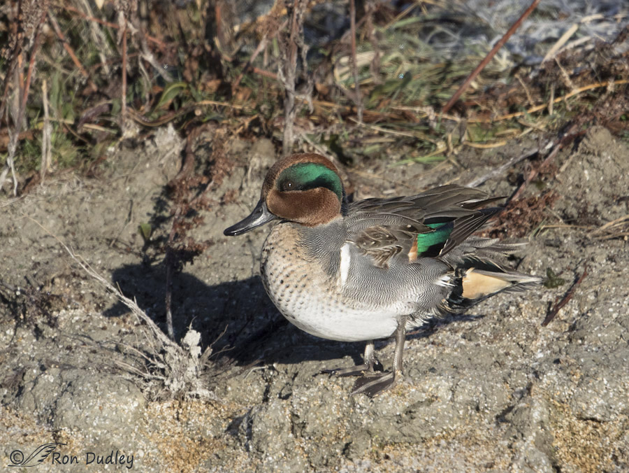 Bathing Cinnamon Teal x Green-winged Teal Hybrid – Feathered Photography