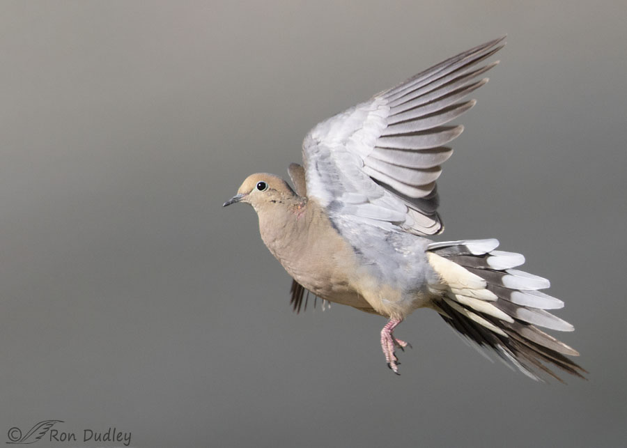Collared Dove And Mourning Doves