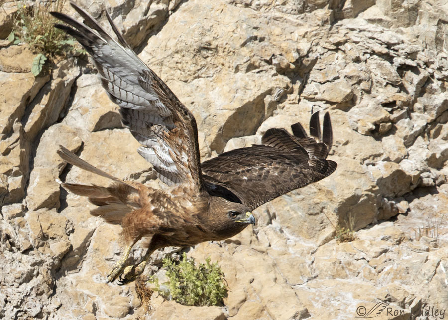 Red-tailed Hawk In Flight Against A Vertical Cliff Background ...
