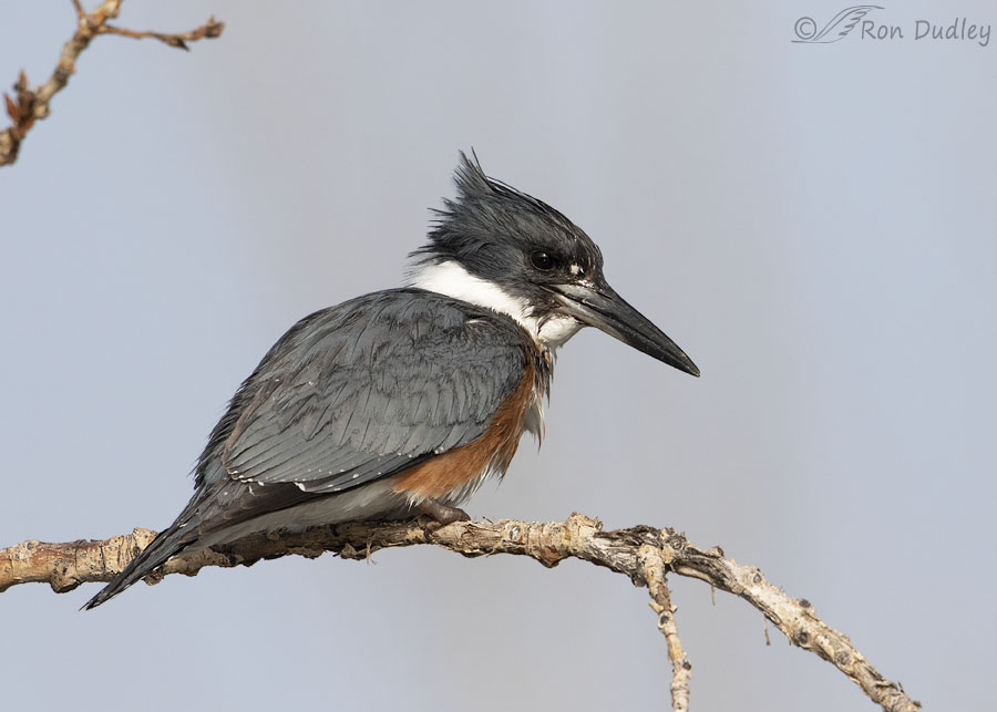 Female Belted Kingfisher Shaking Her Head – Feathered Photography