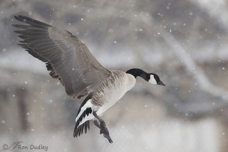 Canada Goose Landing In A Snowstorm – Feathered Photography