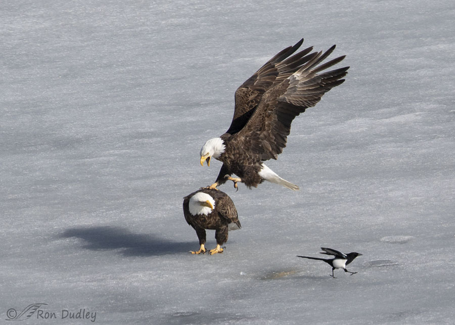 Bald Eagles – Sex On The Ice – Feathered Photography