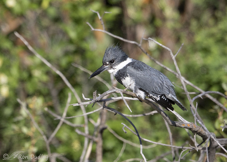 Belted Kingfisher – A Diving Takeoff – Feathered Photography