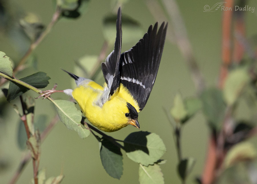 Goldfinch In Flight