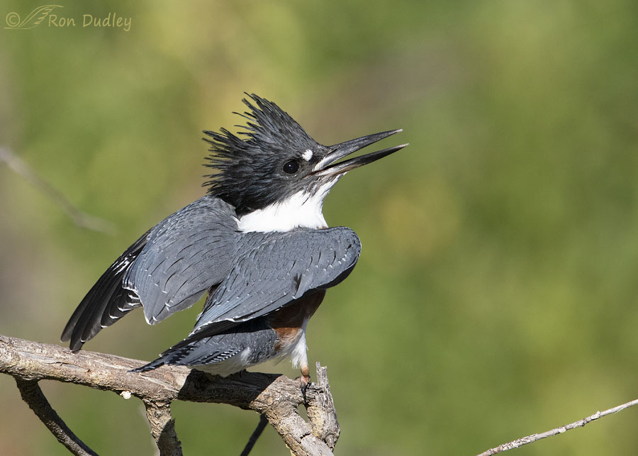More Belted Kingfisher Reactions To A Barn Swallow Attack – Feathered Photography