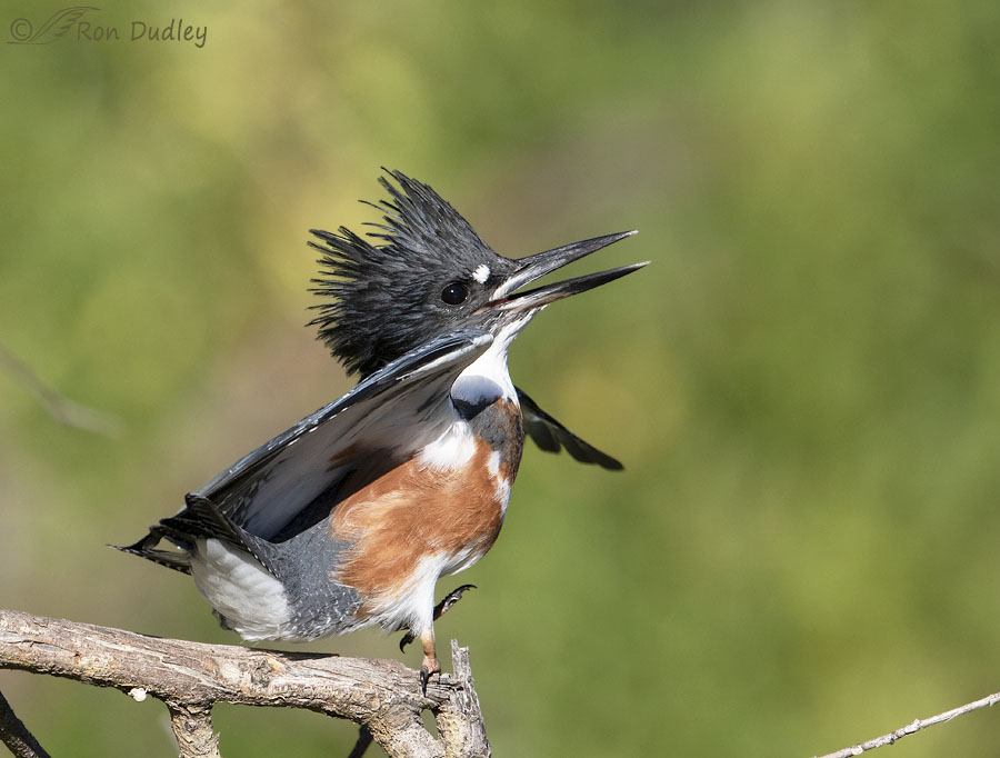 More Belted Kingfisher Reactions To A Barn Swallow Attack – Feathered Photography
