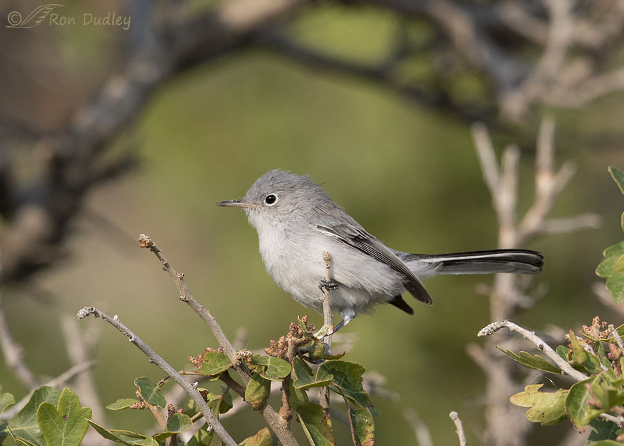 Blue-gray Gnatcatcher In A Fragrant Sumac Bush – Feathered Photography