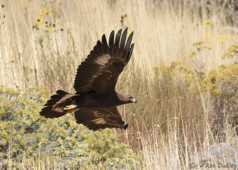 Golden Eagle In Flight At The Base Of A Mountain – Feathered Photography
