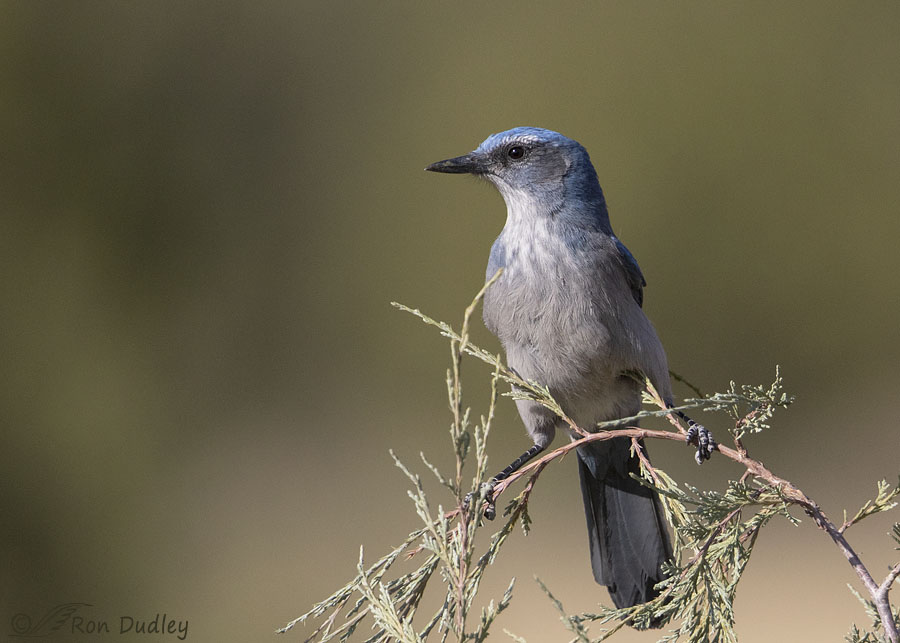 Woodhouse’s Scrub Jay And A Wild Turkey – Feathered Photography
