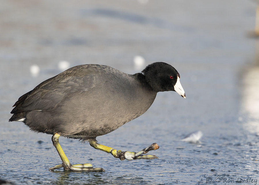 American Coot With Multiple Foot Anomalies Feathered Photography