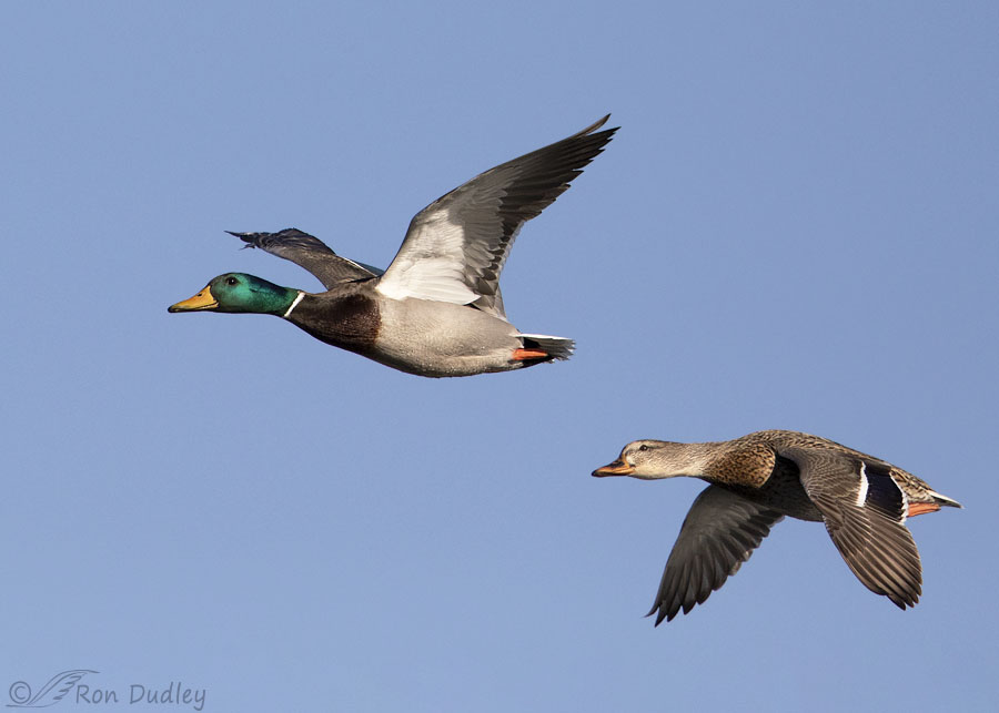 Mallards Flying