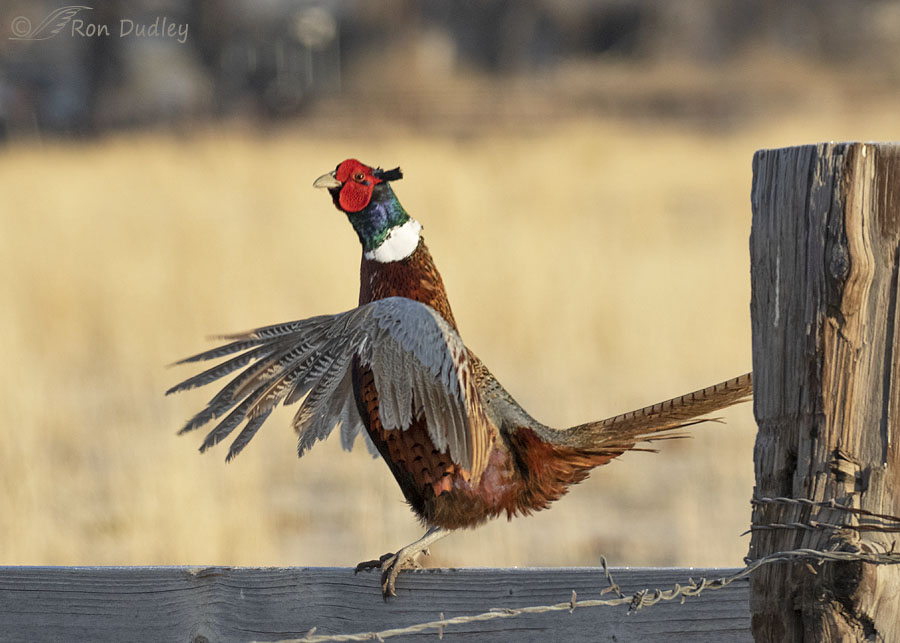A Tale Of Two Disappearing Pheasants