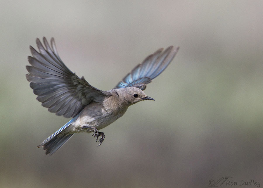 Blue Bird Check In Flight