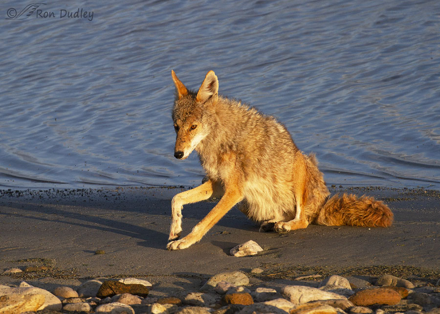 Coyote Lying Down And Then Resting On The Shore At Sunrise – Feathered  Photography