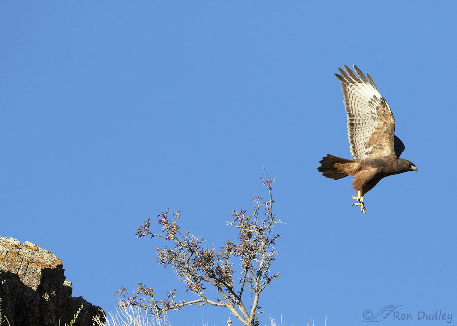 Recently I Found The Male Rufous Red-tailed Hawk Again – Feathered ...