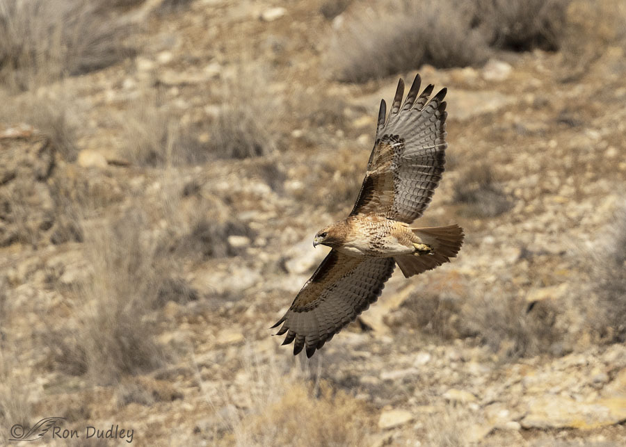 Red-tailed Hawk Searching For Nesting Material – Feathered Photography