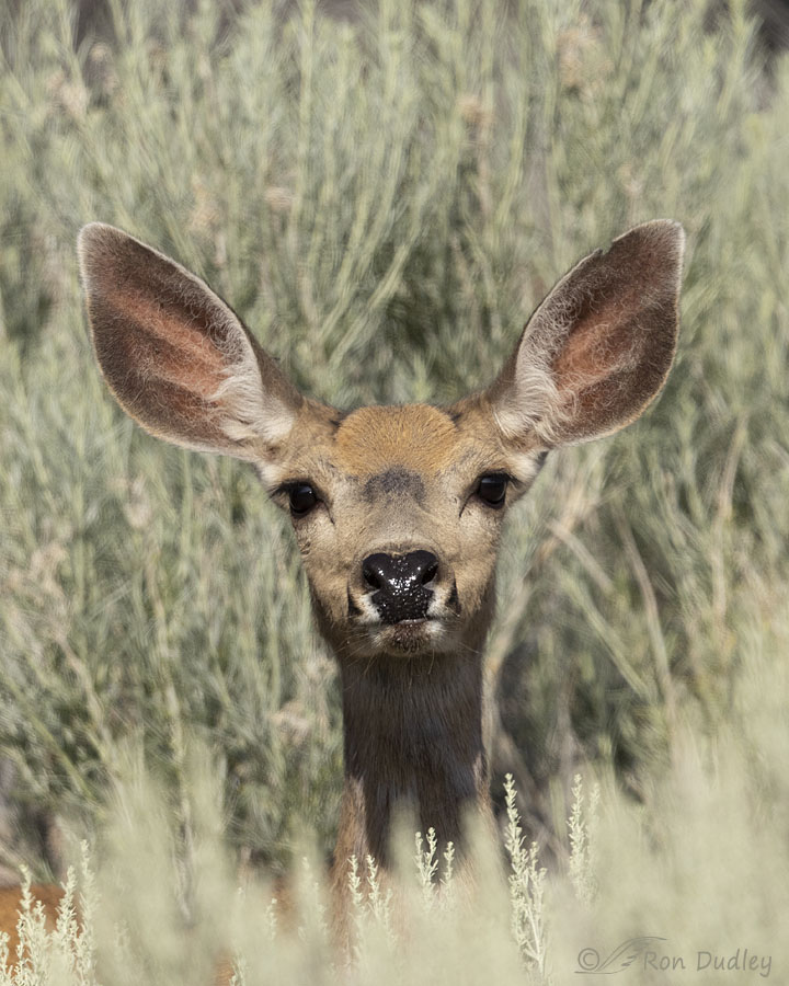 Mule Deer Curious About Me – Feathered Photography