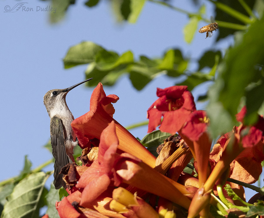 Black-chinned Hummingbird – Bee Wars – Feathered Photography