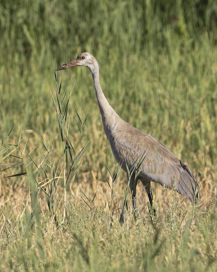 Sandhill Cranes – Comparing A Young Juvenile To An Adult