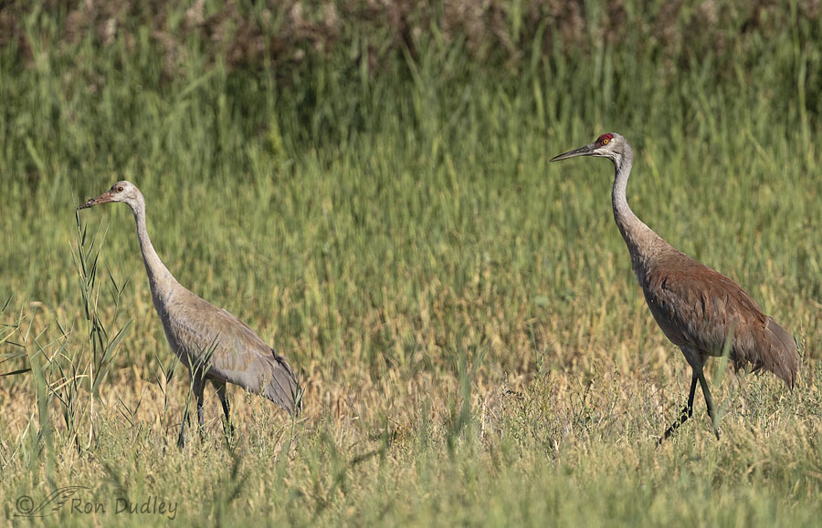 Sandhill Cranes – Comparing A Young Juvenile To An Adult
