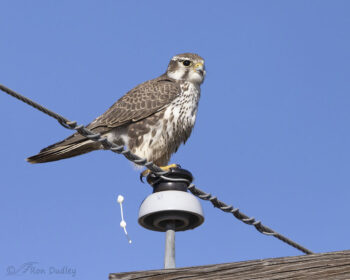 Diurnal Raptors - Overview - The Falconry Centre, Hagley, West Midlands