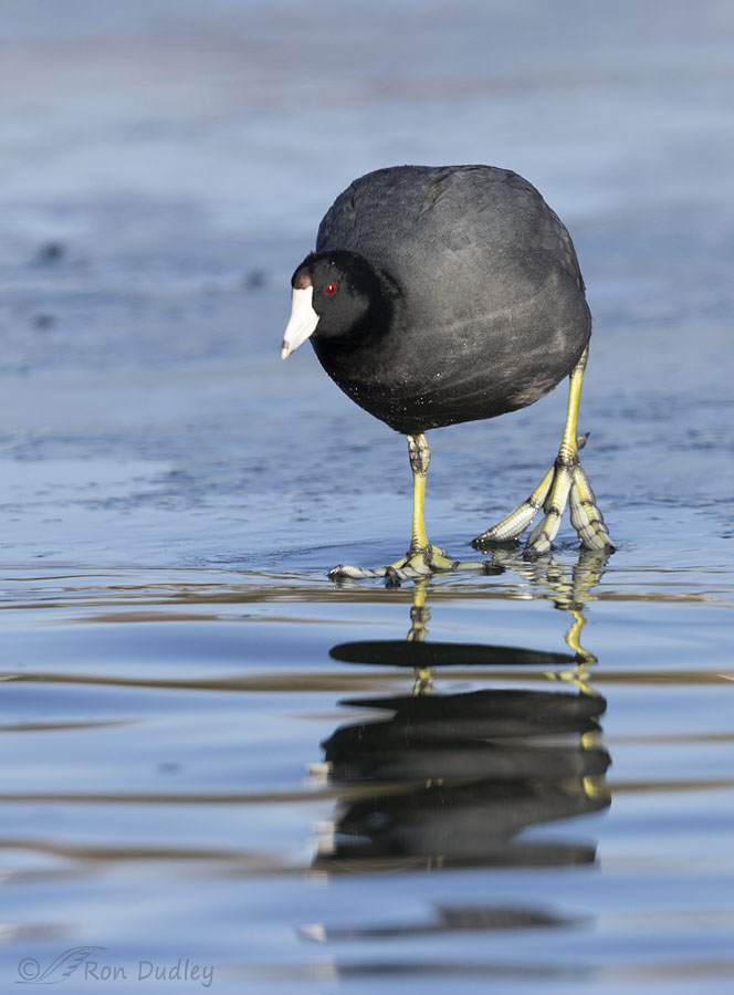 Having Fun With Coots On Very Thin Ice – Feathered Photography
