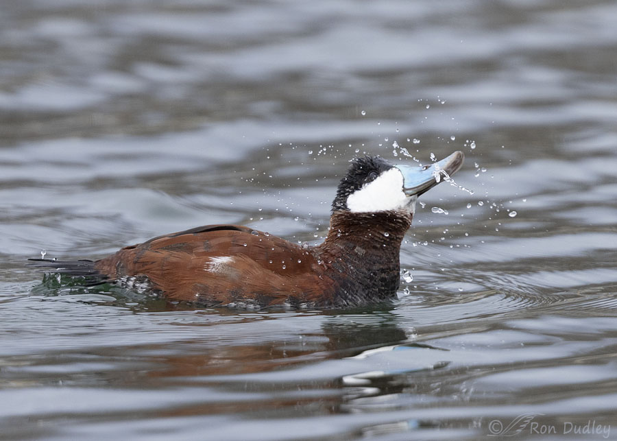 Drake Ruddy Duck drake ruddy duck – Feathered Photography