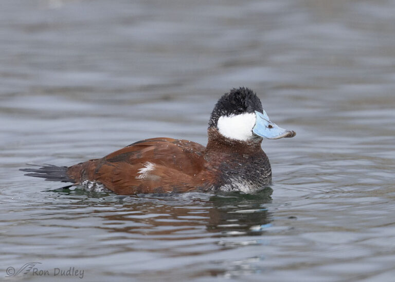 Drake Ruddy Duck Drake Ruddy Duck In Breeding Plumage – Feathered Photography