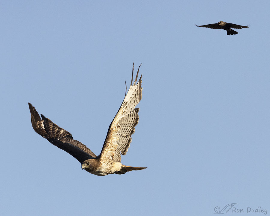Hawk Blog Female Brewer’s Blackbird Repeatedly Attacking An Adult Red-tailed Hawk ...