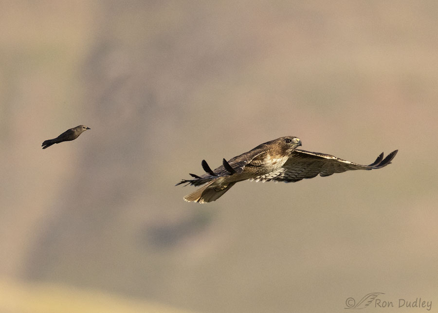 Hawk Blog Female Brewer’s Blackbird Repeatedly Attacking An Adult Red-tailed Hawk ...